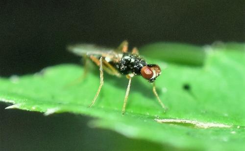 Réf. 364 683 : Strongylophthalmyia ustulata